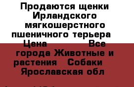 Продаются щенки Ирландского мягкошерстного пшеничного терьера › Цена ­ 30 000 - Все города Животные и растения » Собаки   . Ярославская обл.